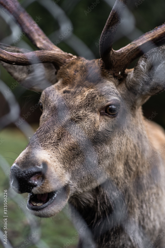 Great adult noble red male deer with big horns, Beautifully turned head. European wildlife landscape with deer stag. Portrait of lonely deer with big antlers at forest background. Shot in zoo. Great adult noble red male deer with big horns, Beautifully turned head. European wildlife landscape with deer stag. Portrait of lonely deer with big antlers at forest background. Shot in zoo.