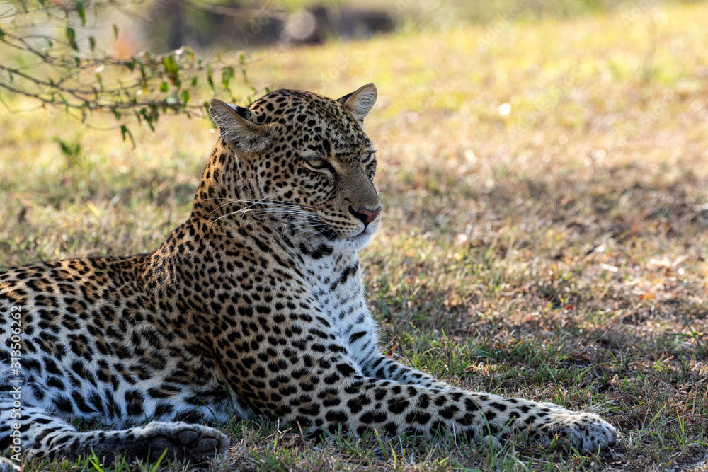 Naklejka premium Tito - Female Leopard