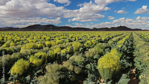 Field of Broccoli Grown for Seed, in Yuma Arizona; fruit of broccoli is called a silique; each plant typically produces quarter pound of seeds