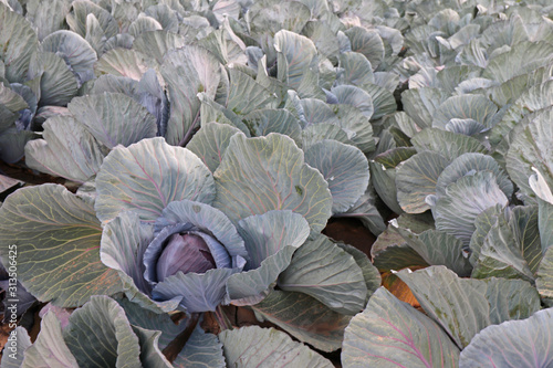 Landscape view of growing red cabbage heads field in Yuma Arizona