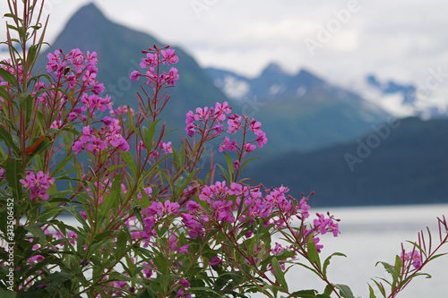 Fireweed (chamaenerion angustifolium and ) in full bloom in Valdez Alaska in August; Fireweed is also known as willowherb or rosebay willowherb and is a perennial herbaceous plant