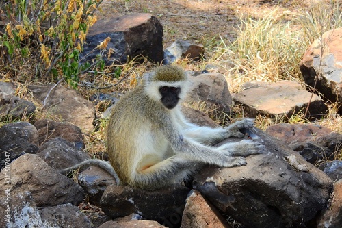 VERVET Affe CERCOPITHICUS PYGERYTHRUS, Samburu Nationalpark, Kenia photo