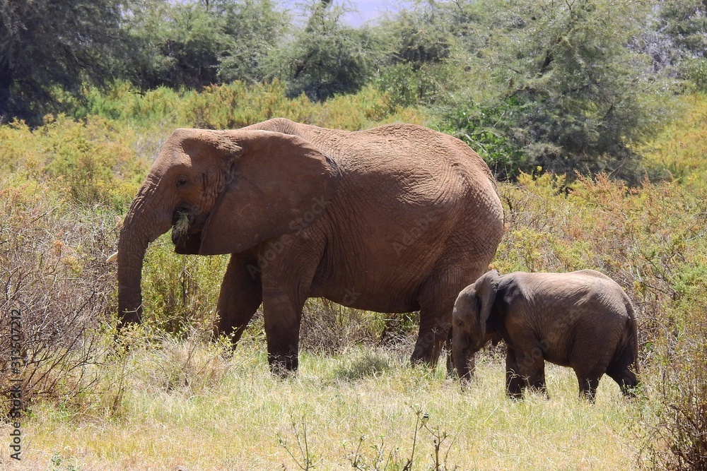 Elefant mit Elefantenkind, Samburu Nationalpark Kenia