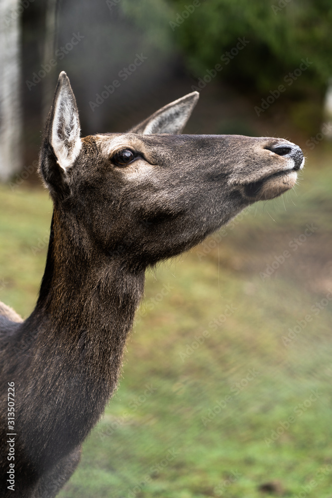 Obraz premium Great adult noble red female deer with big ears, Beautifully turned head. European wildlife landscape with deer stag. Portrait of lonely deer at forest background. Shot in zoo.