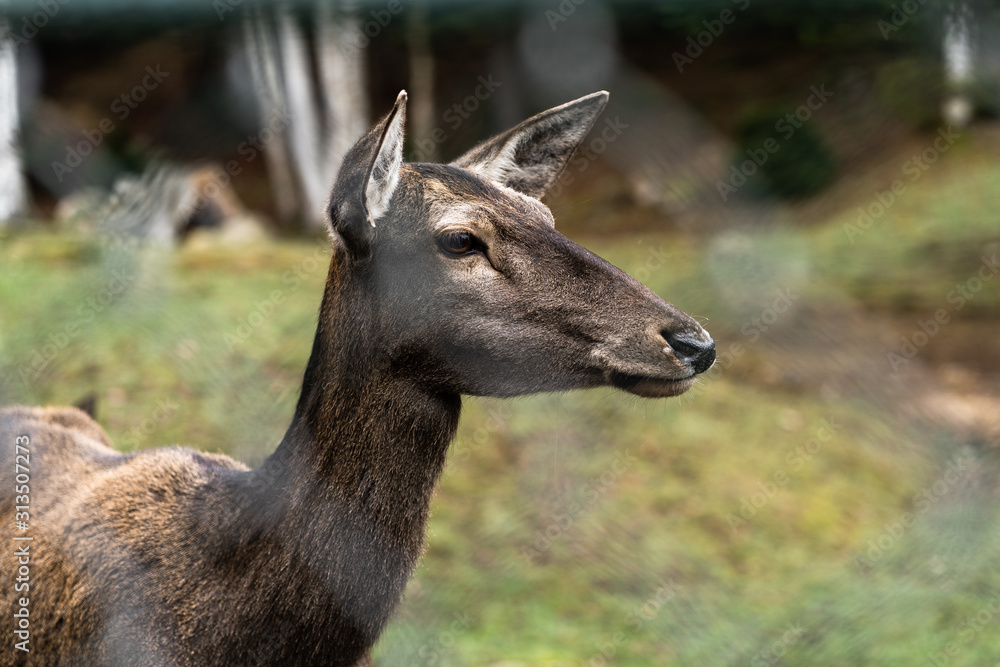 Great adult noble red female deer with big ears, Beautifully turned head. European wildlife landscape with deer stag. Portrait of lonely deer at forest background. Shot in zoo.