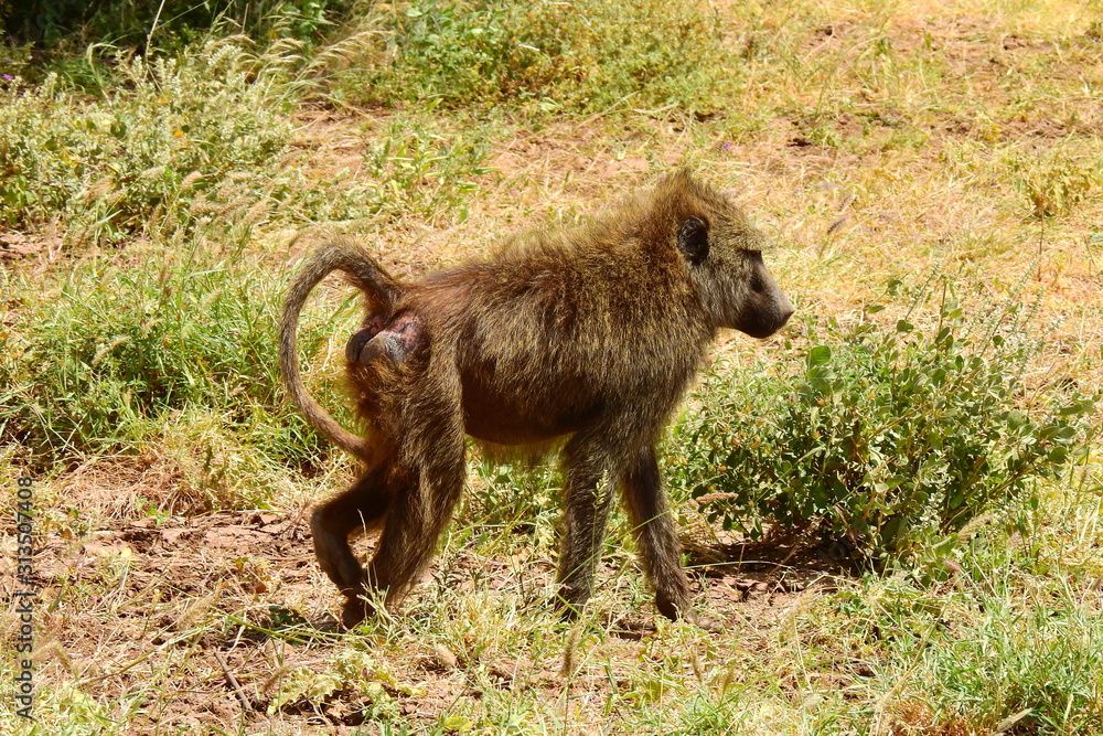 Pavian im Samburu Nationalpark Kenia