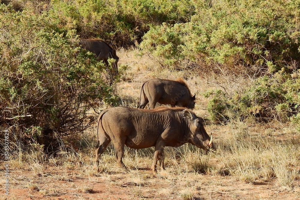 Warzenschwein, Wildschwein im Samburu Nationalpark, Kenia Warzenschwein, Wildschwein im Samburu Nationalpark, Kenia