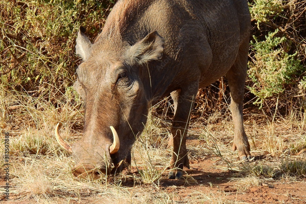 Warzenschwein, Wildschwein im Samburu Nationalpark, Kenia Warzenschwein, Wildschwein im Samburu Nationalpark, Kenia