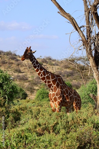 Giraffe im Samburu Nationalpark, Kenia