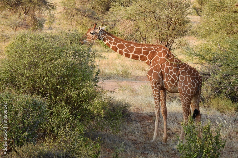 Giraffe im Samburu Nationalpark, Kenia Giraffe im Samburu Nationalpark, Kenia