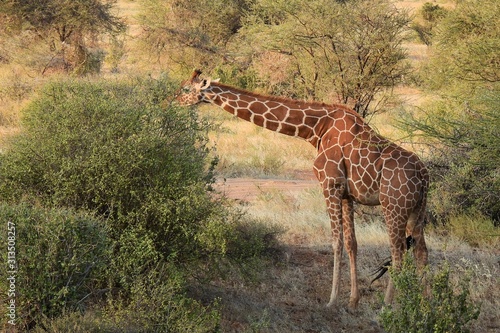 Giraffe im Samburu Nationalpark, Kenia