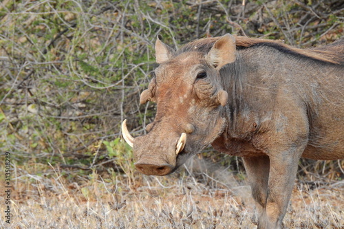 Warzenschwein  Wildschwein im Samburu Nationalpark  Kenia