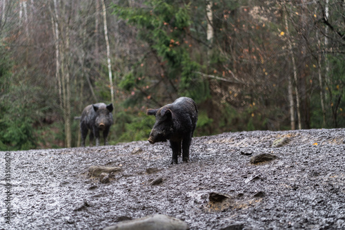 Group of wild boar walking in forest on foggy morning and looking away. Wildlife in natural habitat. Sus scrofa big boar looking for food   capital boar. Nature and animals concept