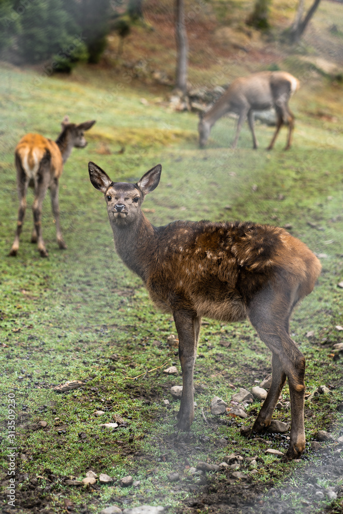 Great adult noble red female deers with big ears, flock of deer. European wildlife landscape with deer stag at forest background. Shot in zoo.