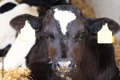 Closeup of black and white holstein cattle, cute calf lies in the straw and looks at the camera