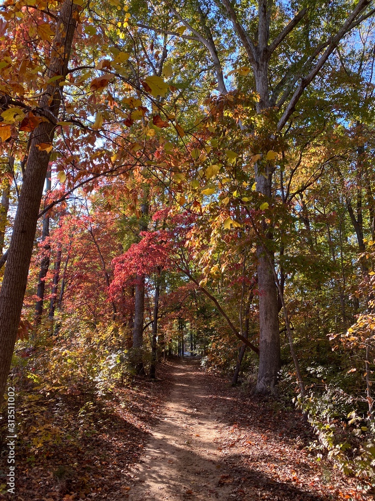 Naklejka premium Autumn Trail Walk in the Woods