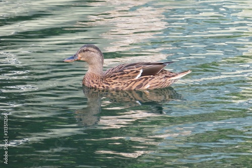 Mallard duck on green water background in Florida river, closeup © natalya2015