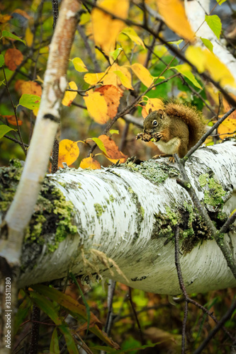 squirrel eating on birch tree