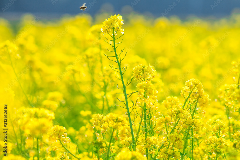 Obraz premium 菜の花畑でハチを見ながらぼーっとするのも良いものですよ。