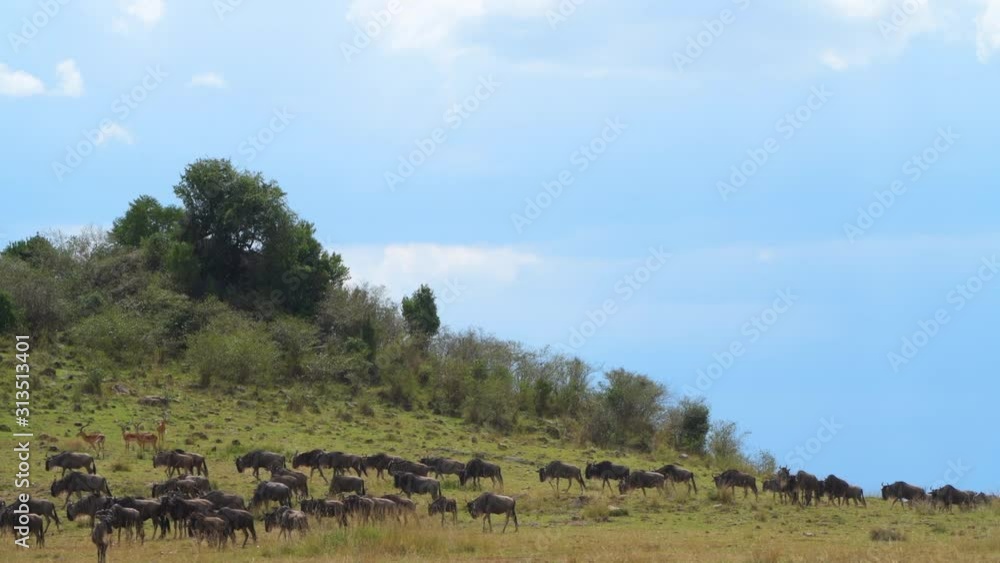 wildebeest and zebra migration in masai mara national reserve green mountains closeup wildebeest and zebra migration in masai mara national reserve green mountains closeup