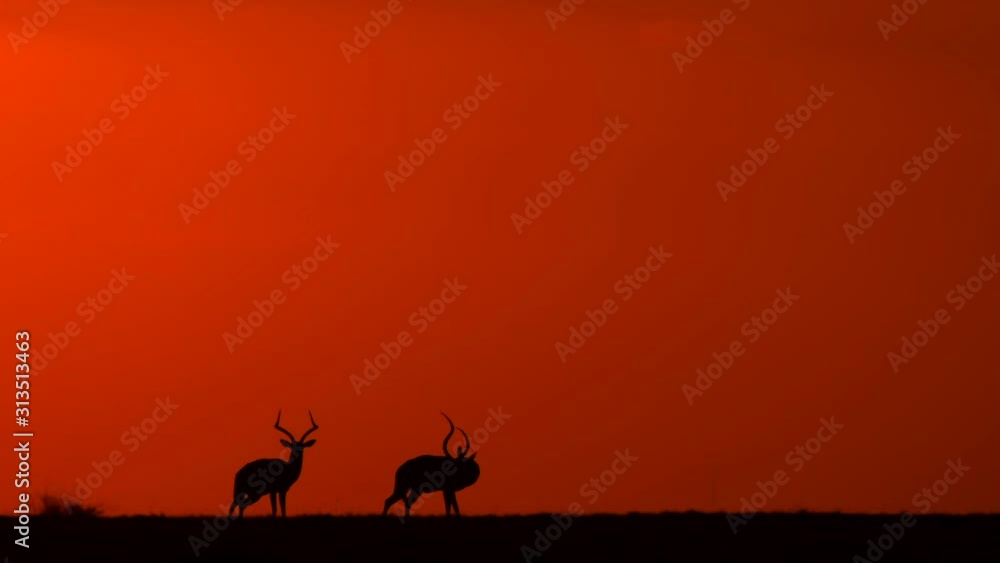 sunset in masai mara with animals wildlife in background sunset in masai mara with animals wildlife in background