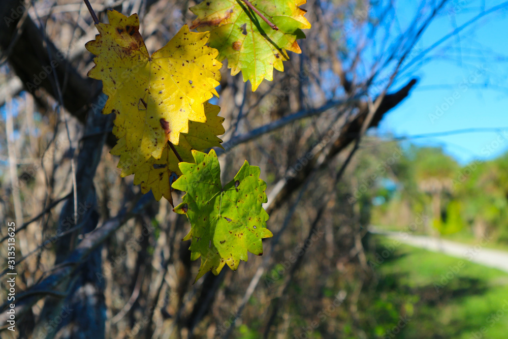 autumn leaves on the tree autumn leaves on the tree