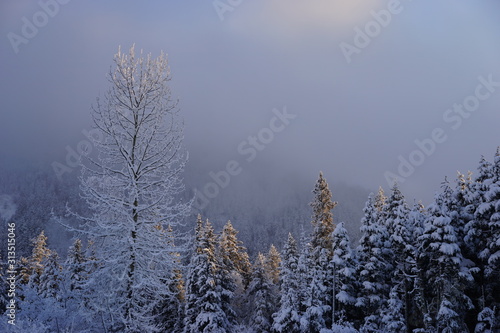 trees covered with snow and frost mountains hidden in fog © flying2lowak