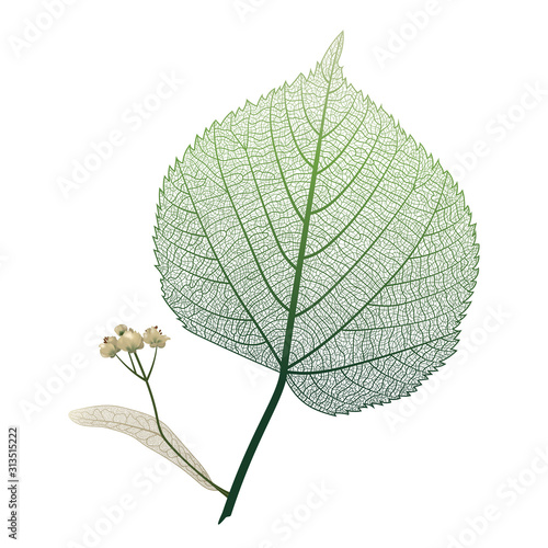 Linden leaves veins isolated. Vector illustration. EPS 10