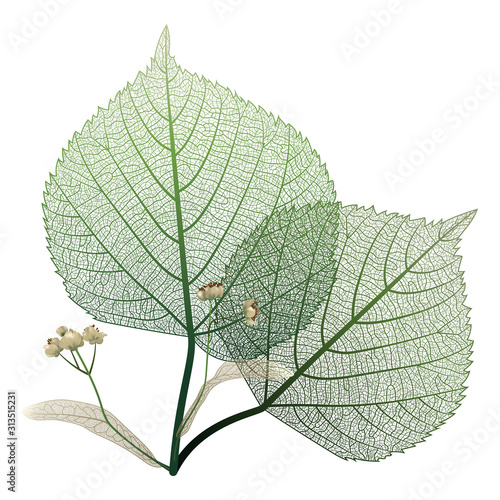 Linden leaves veins isolated. Vector illustration. EPS 10