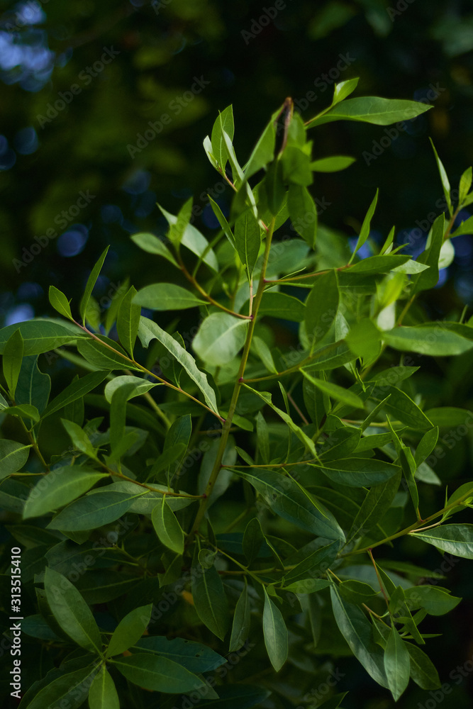 green leaves of plant