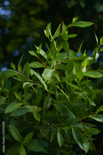 green leaves of plant