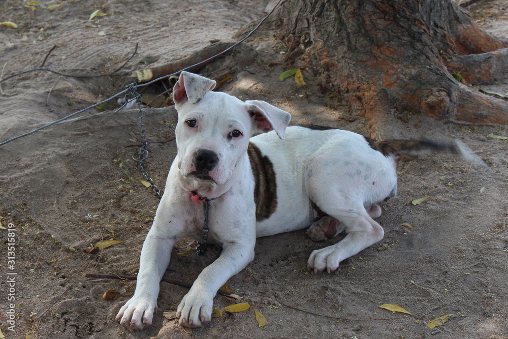 Obraz premium dog on beach
