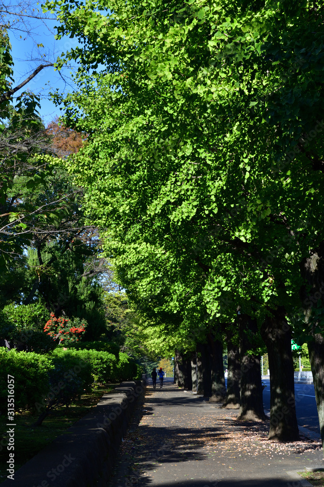銀杏の街路樹のある歩道を撮影した写真