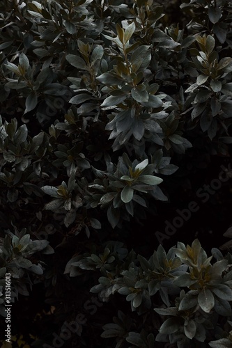 flowers on black background