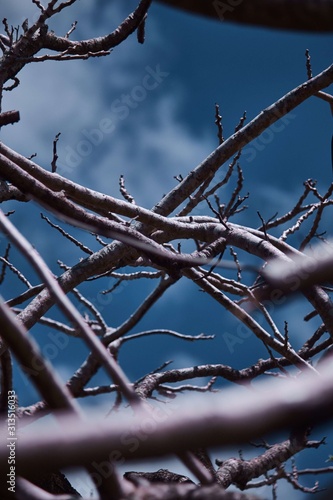 Branches