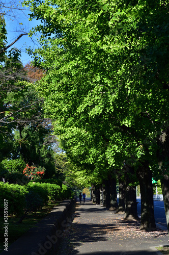 銀杏の街路樹のある歩道を撮影した写真