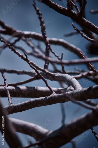 trees in the blue