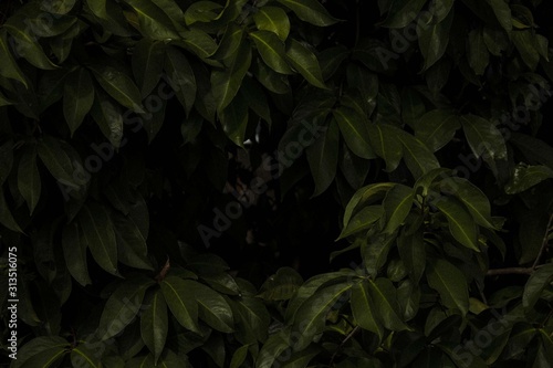 abstract green background