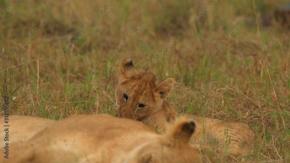 lion cubs playing around masai mara family national reserve family lion cubs playing around masai mara family national reserve family