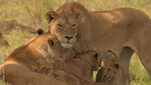 lion lioness family closeup shot in masai mara grassland