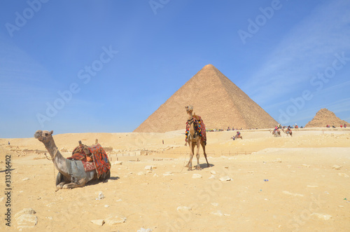 Tourists riding camel exploring the Giza Plateau with the Pyramids around.