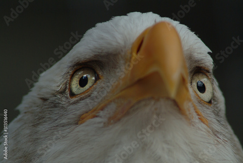 Eagle Looking Head On