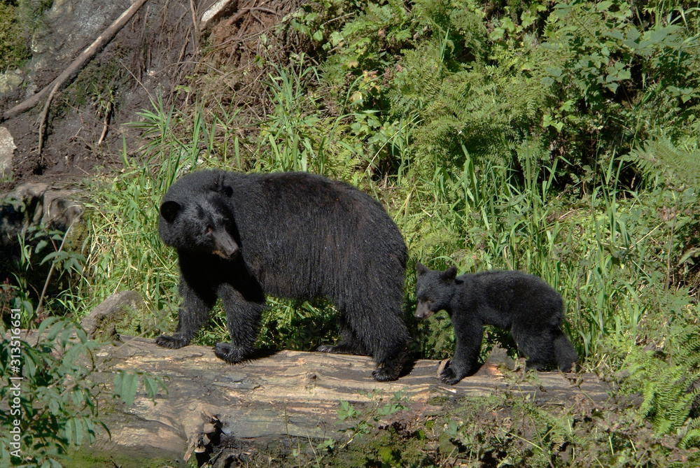 Caring Mama Black Bear