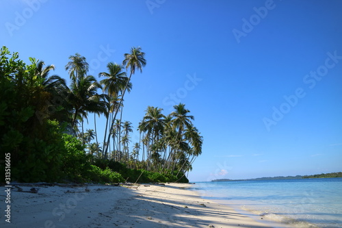 tropical beach with palm trees