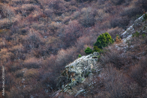 Green bush on a rocky mountain in autumn.