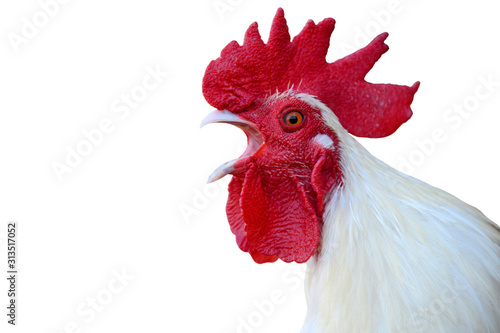 Fotografija The white chicken is crowing isolated on white background