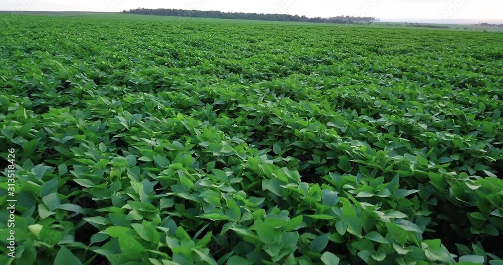 Aerial shot of soybean field ripening at spring season, agricultural landscape. Aerial shot of soybean field ripening at spring season, agricultural landscape.