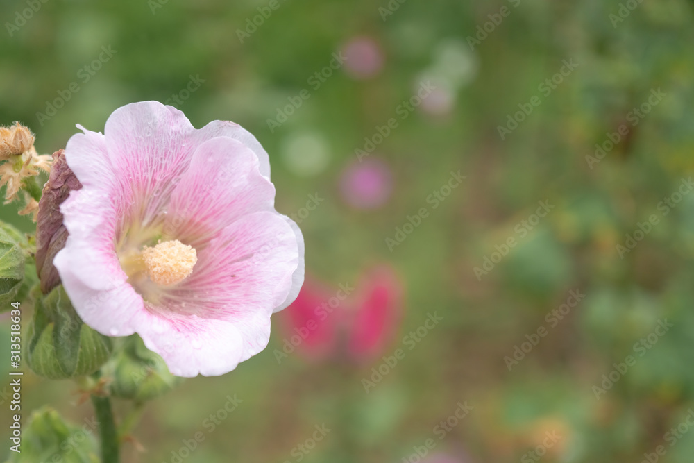 Selective focus of pink cosmos flower in garden with sunlight with copyspace. Selective focus of pink cosmos flower in garden with sunlight with copyspace.
