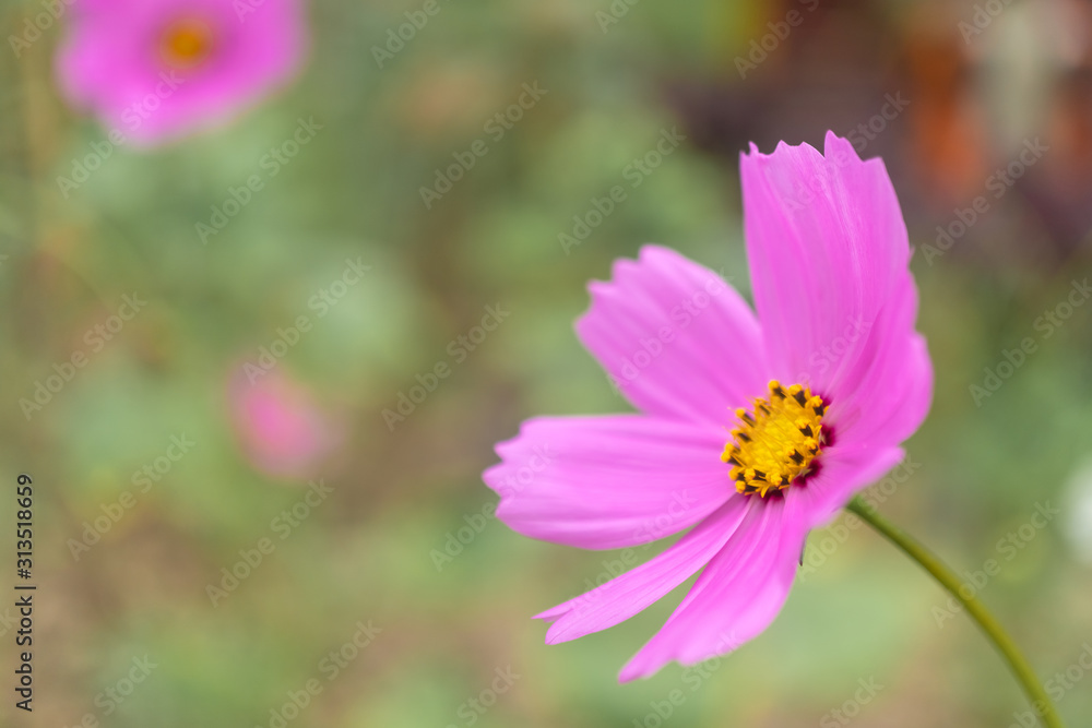 Selective focus of pink cosmos flower in garden with sunlight with copyspace.