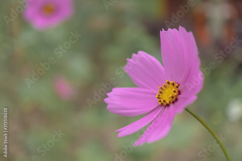 Selective focus of pink cosmos flower in garden with sunlight with copyspace.